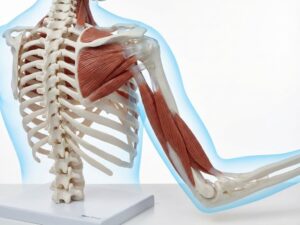 Anatomisch model van het menselijk bewegingsapparaat met spieren, botten en gewrichten op witte medische achtergrond