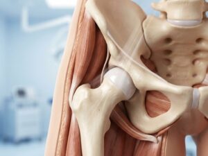 Anatomische dwarsdoorsnede van gezonde heupgewrichten met bot, kraakbeen en spierweefsel op medische achtergrond