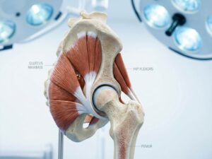 Anatomische dwarsdoorsnede van gezonde heupbotten en spieren met medische belichting op witte naar blauwe achtergrond